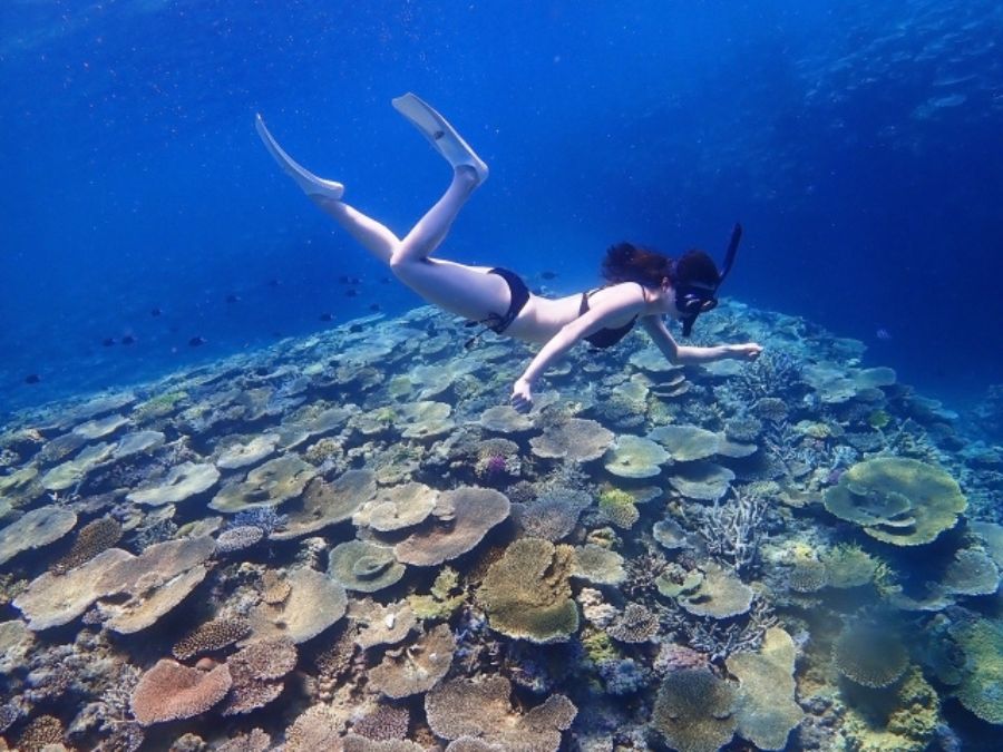 ホノルルの透き通った青い海で、美しいサンゴ礁の上をシュノーケリングする女性