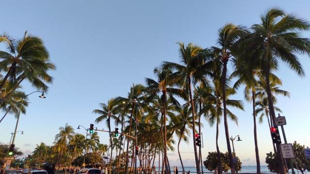 ハワイ ホノルル 街並み ヤシの木