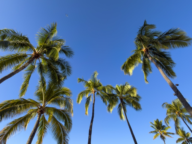 ハワイ ホノルル ハワイの天気 ヤシの木