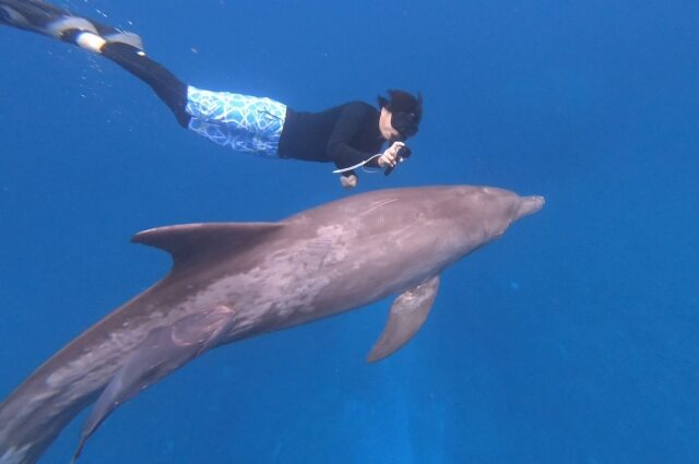 イルカ、シュノーケリング、ドルフィンスイム