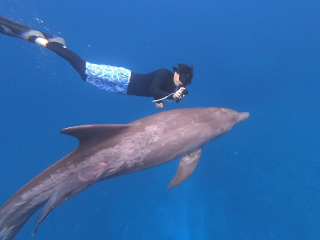 イルカ、シュノーケリング、ドルフィンスイム