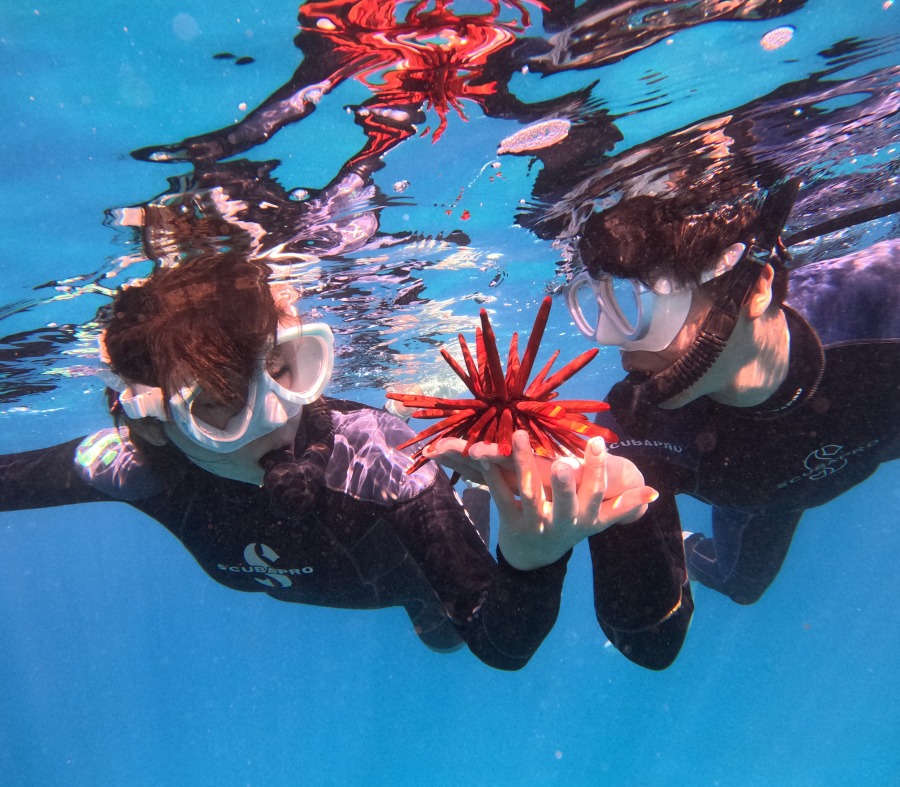 シュノーケリング ホノルルのマリンアクティビティ マリンスポーツ